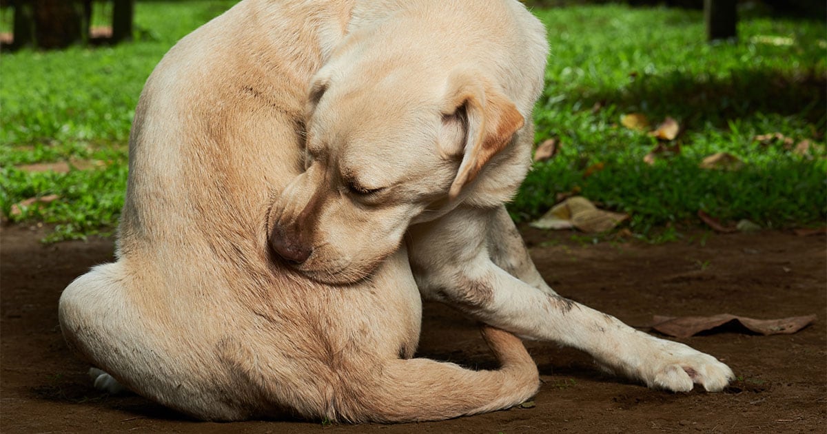 Yellow Labrador Dog Scratching Itself | Diamond Pet Foods