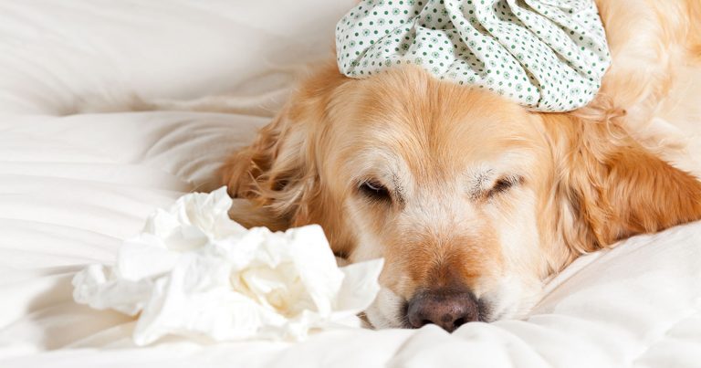 A dog lying on a bed with an ice pack on its head and tissues next to its nose.