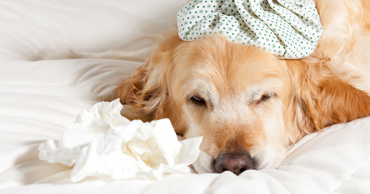 A dog lying on a bed with an ice pack on its head and tissues next to its nose.