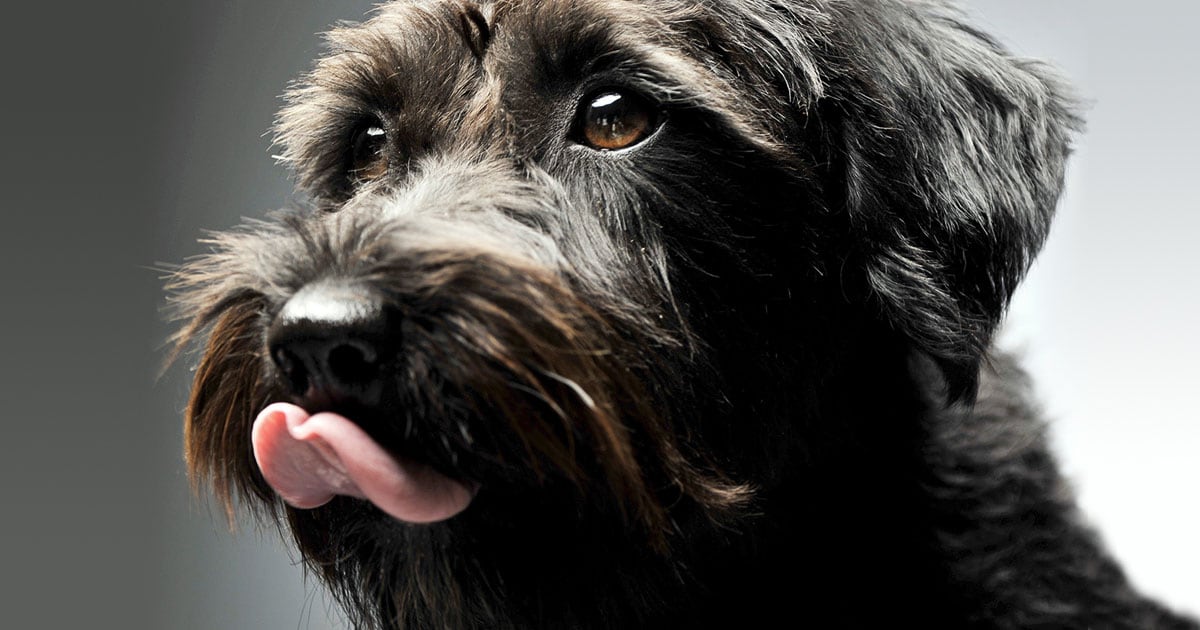 A close-up of a dog licking its lips.