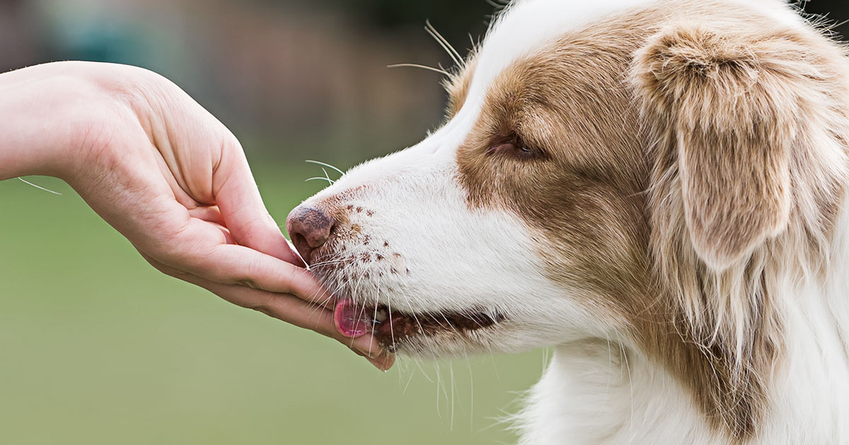 Close-Up of Dog Getting a Treat from Owner | Diamond Pet Foods
