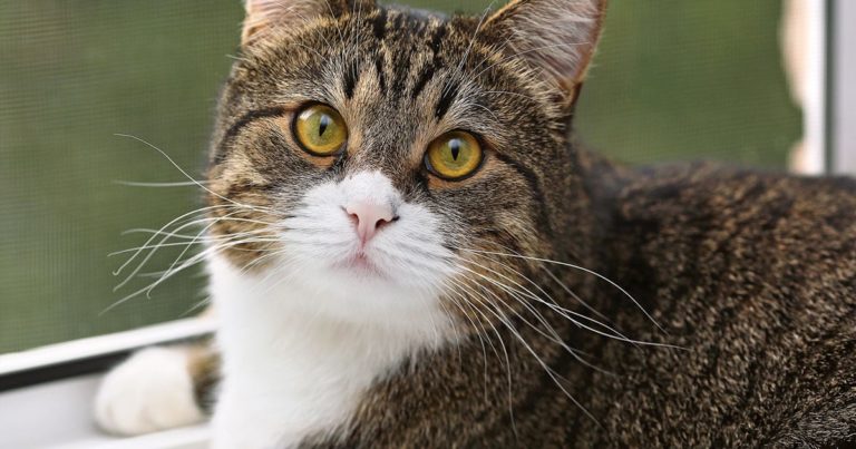 Close-Up of Overweight Cat | Diamond Pet Foods