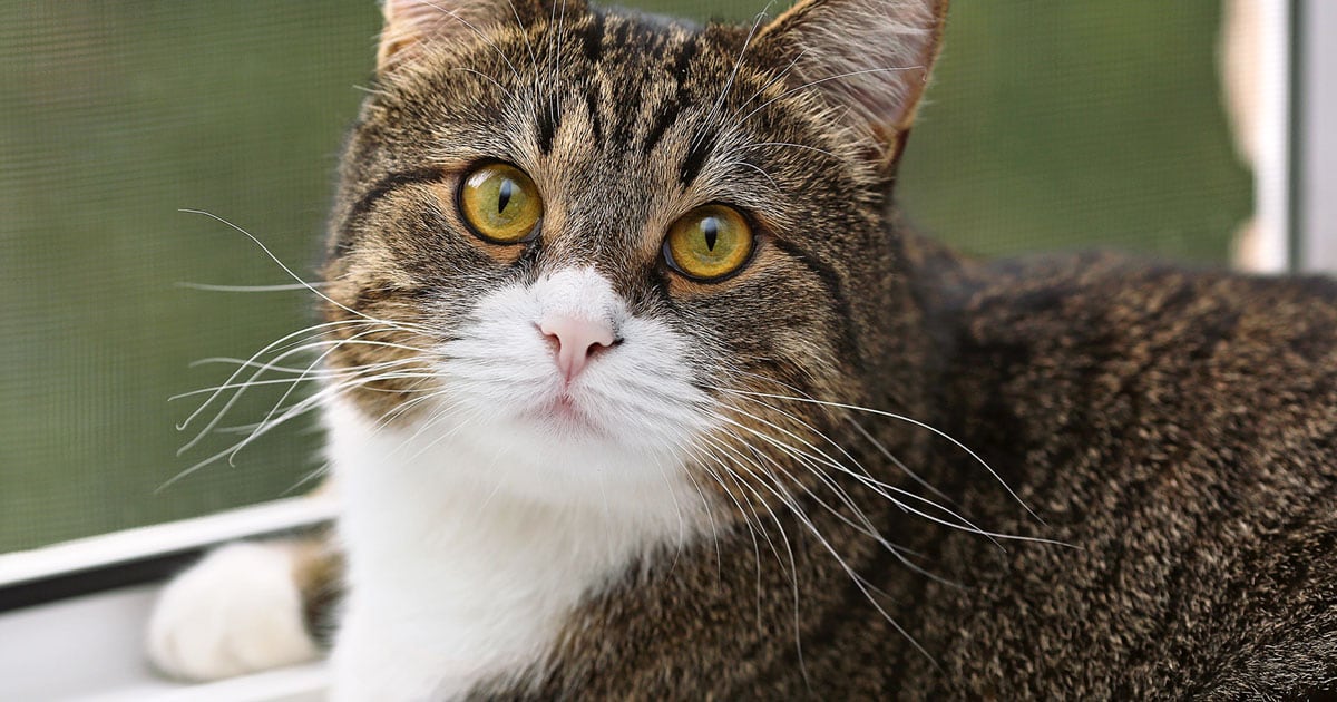 Close-Up of Overweight Cat | Diamond Pet Foods