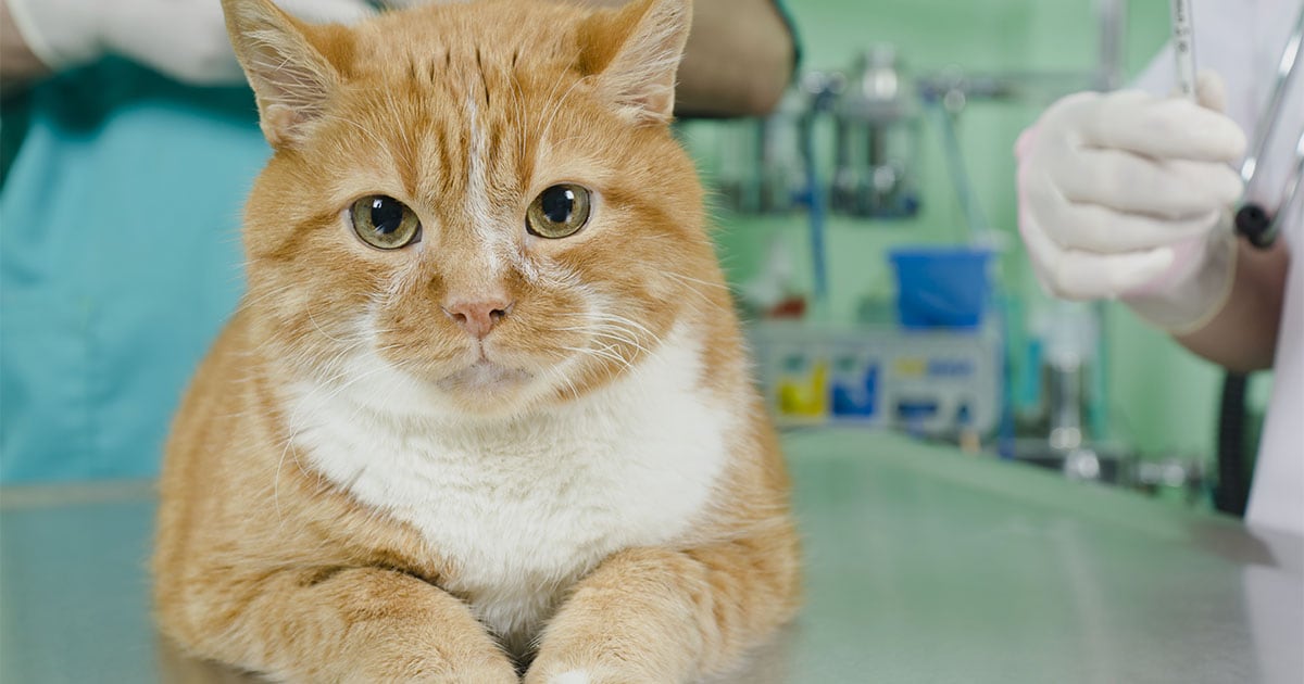 Orange Cat Being Examined at Vet Clinic | Diamond Pet Foods