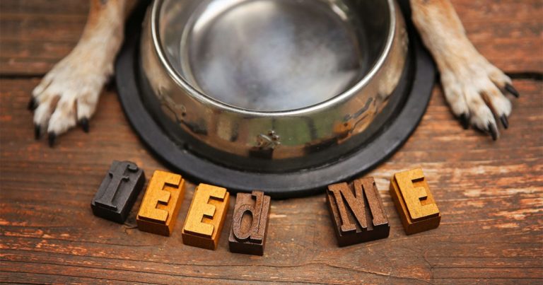 A dog lying with its paws around an empty food dish with a sign beneath the bowl that reads, 'feed me'.