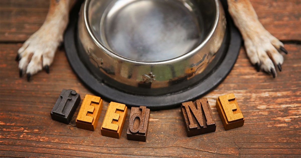 A dog lying with its paws around an empty food dish with a sign beneath the bowl that reads, 'feed me'.