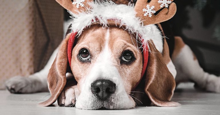 Close-Up of Beagle Dog Wearing a Reindeer Holiday Headband | Diamond Pet Foods