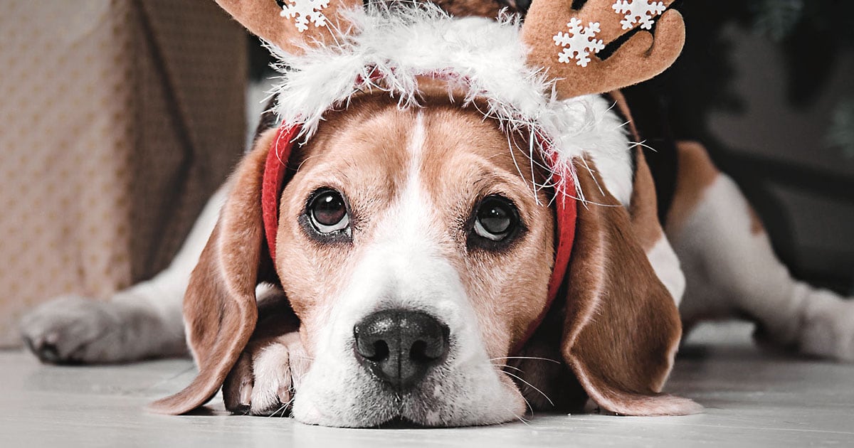 Close-Up of Beagle Dog Wearing a Reindeer Holiday Headband | Diamond Pet Foods
