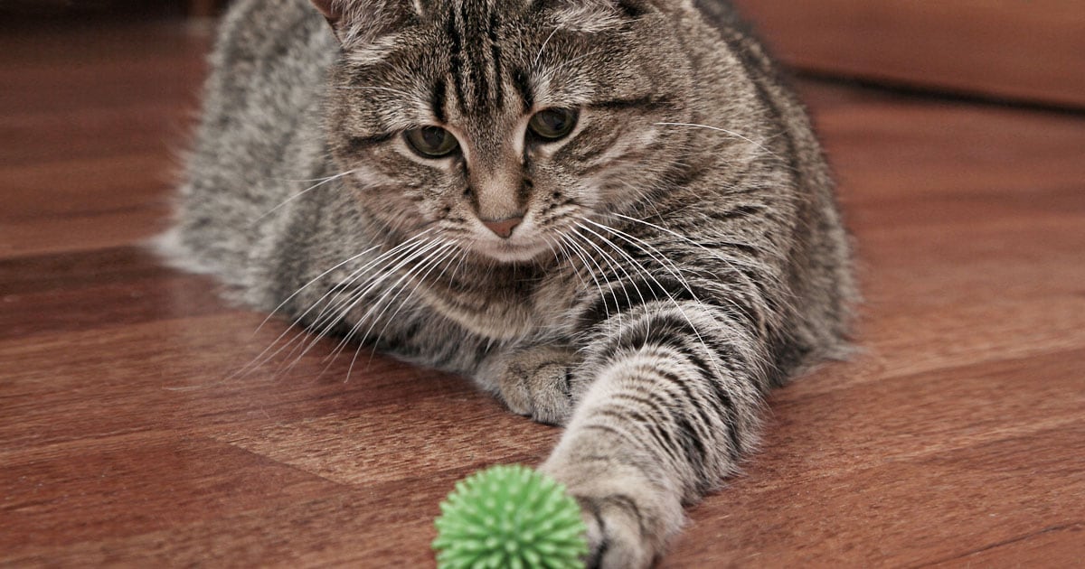 A cat with its arm outstretched playing with a green ball.