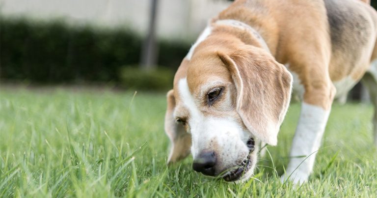 A beagle with its head low chewing on some grass.