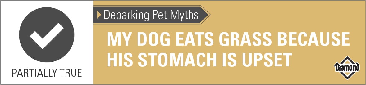 An interior graphic with text that reads, 'Debarking Pet Myths: My dog eats grass because his stomach is upset — Partially True'.