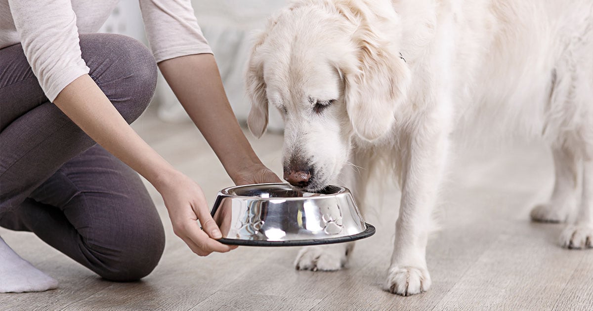 Woman Setting Down Food Bowl for Labrador Dog | Diamond Pet Foods