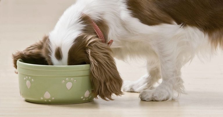 A white and brown dog with its head buried in a green ceramic bowl full of food.