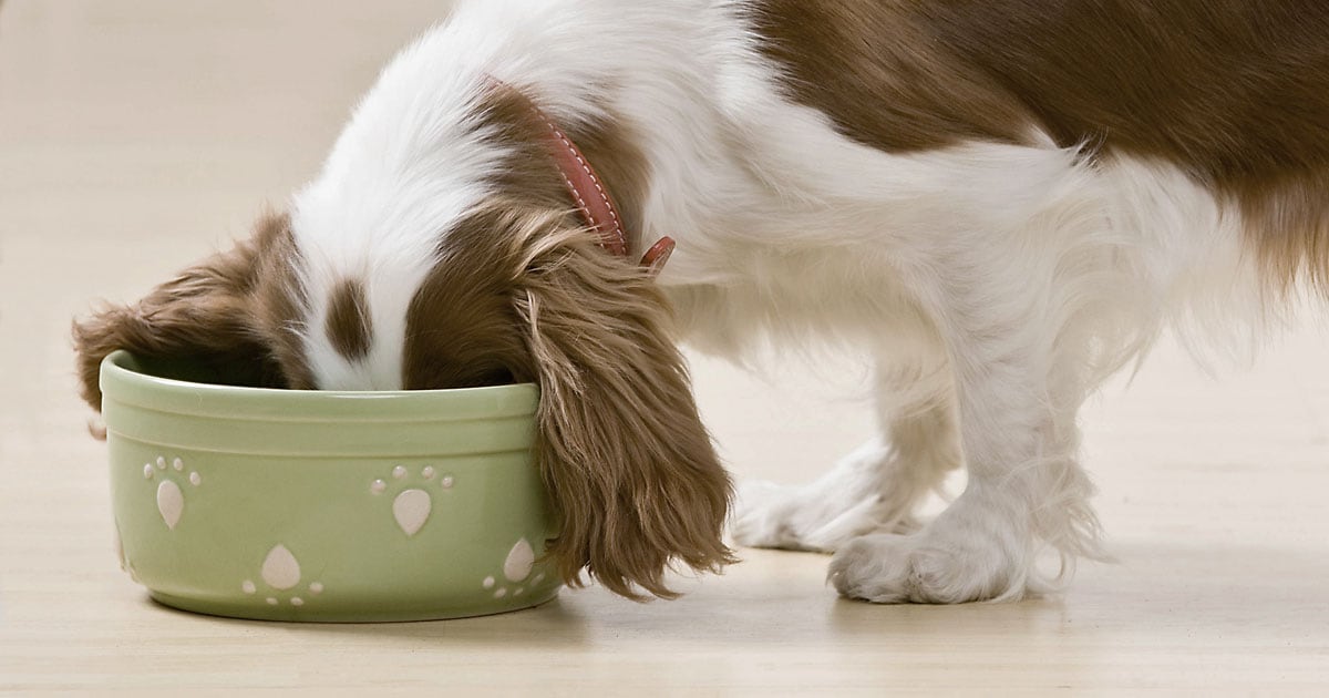 Close-Up of Dog Eating out of Food Dish | Diamond Pet Foods