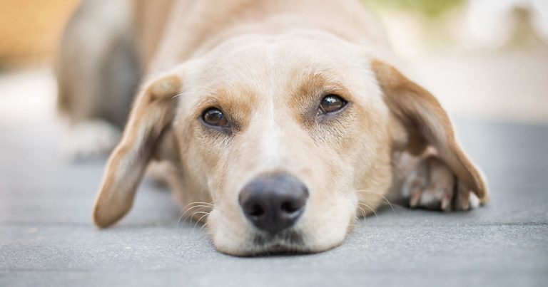 Close-Up of Dog Lying on a Sidewalk | Diamond Pet Foods