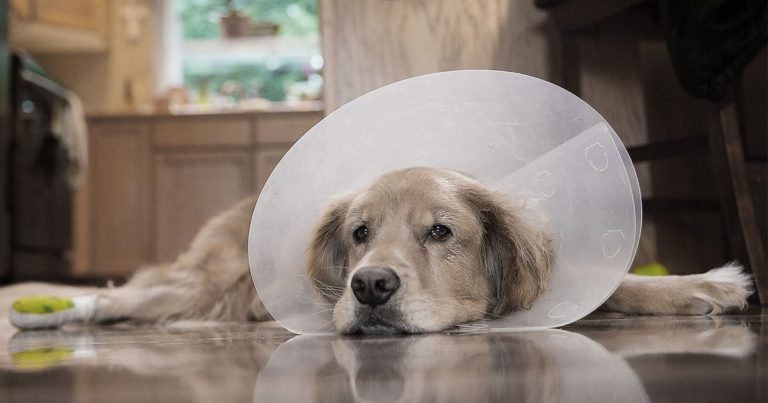 Close-Up of Dog Wearing a Dog Cone and Lying on the Kitchen Floor | Diamond Pet Foods
