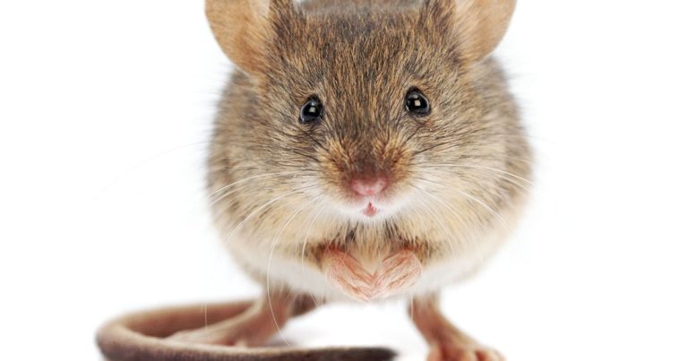 A close-up of a mouse standing with its front paws together.