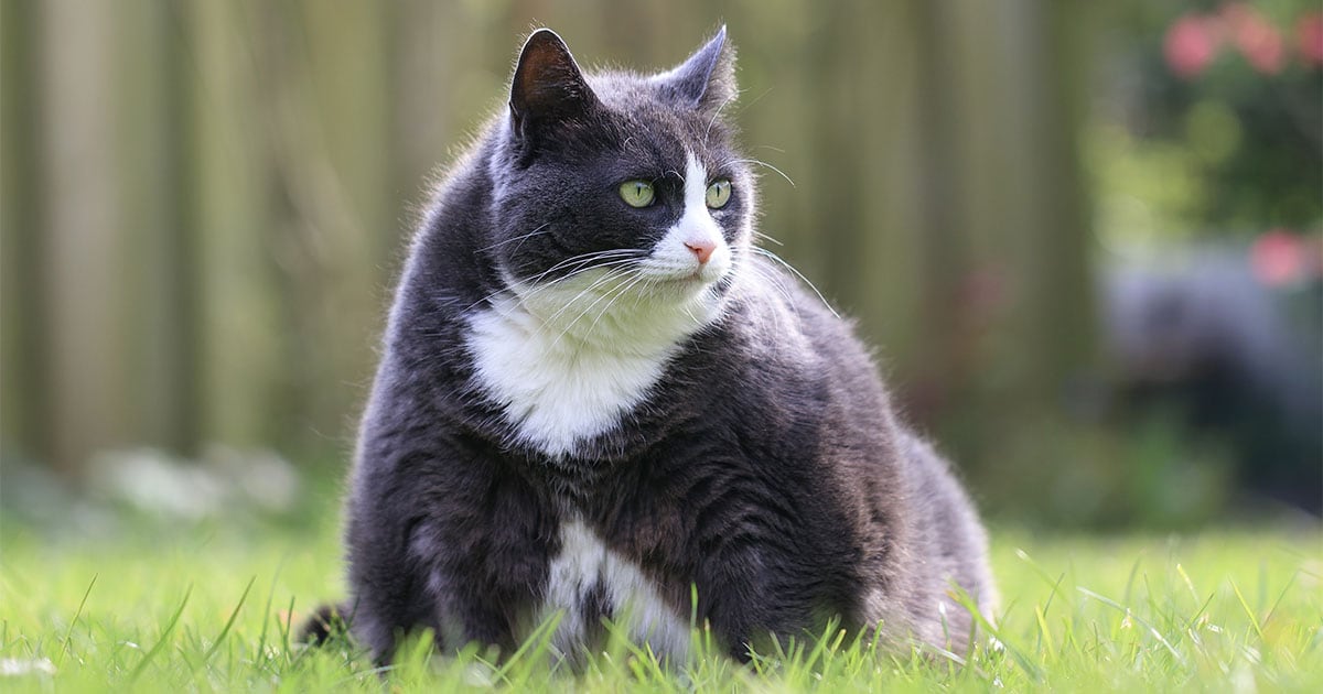 Close-Up of Overweight Cat Sitting on the Grass | Diamond Pet Foods