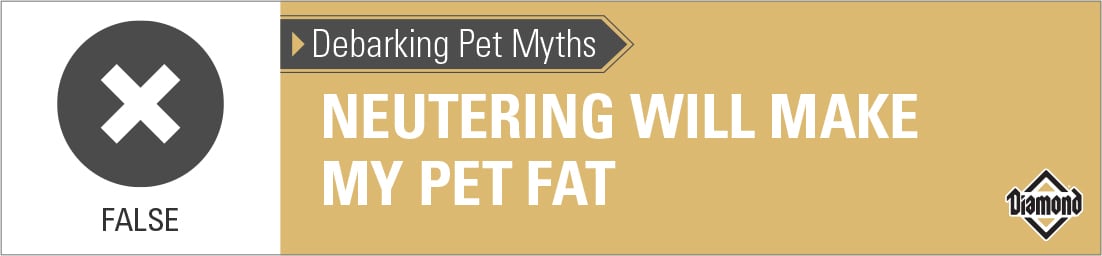 False: Neutering Your Pet Will Not Make Them Fat | Diamond Pet Foods