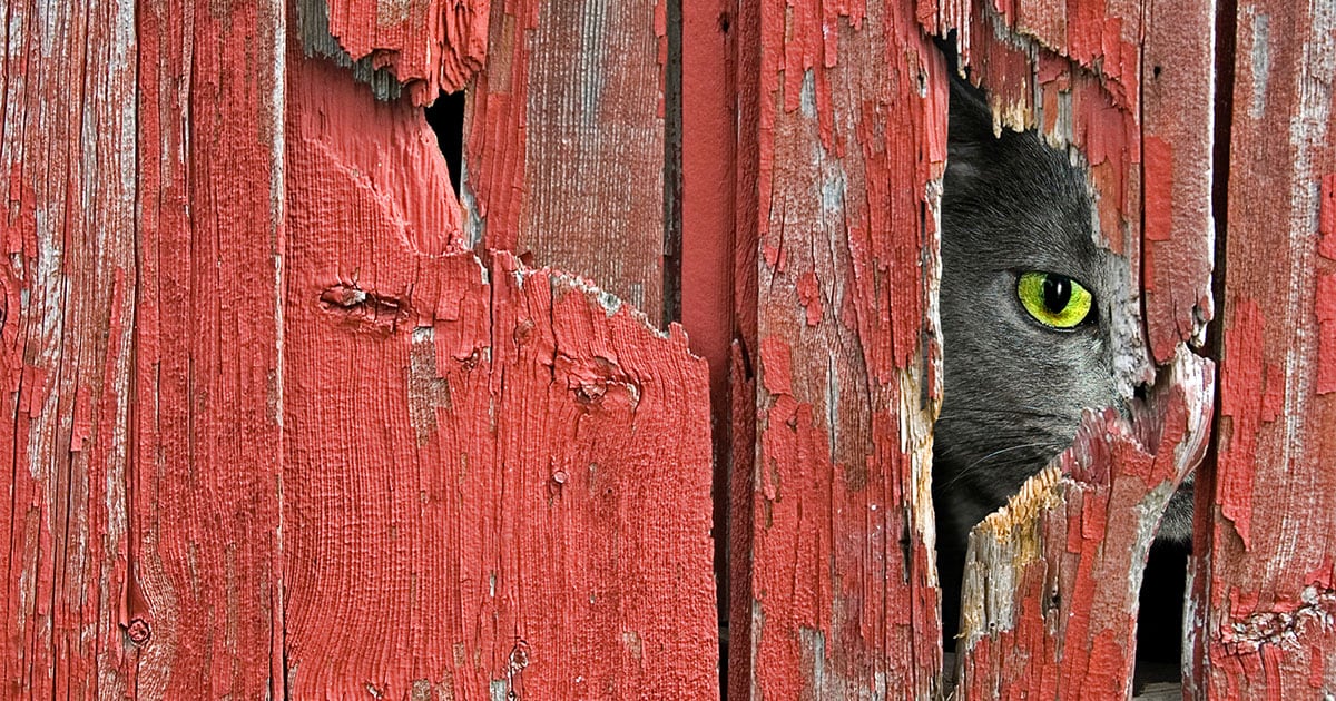 A close-up of a gray cat peeking one eye through a hole in an outdoor fence.