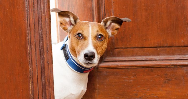 A Jack Russell terrier dog peeking out from an open door.