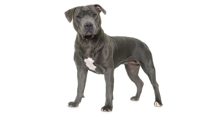 Portrait of Pit Bull Dog | Diamond Pet Foods