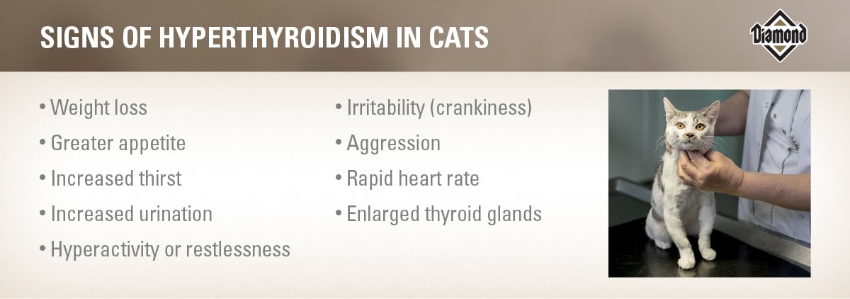 What Is Hyperthyroidism in Cats and Should I Worry? Diamond Pet Foods