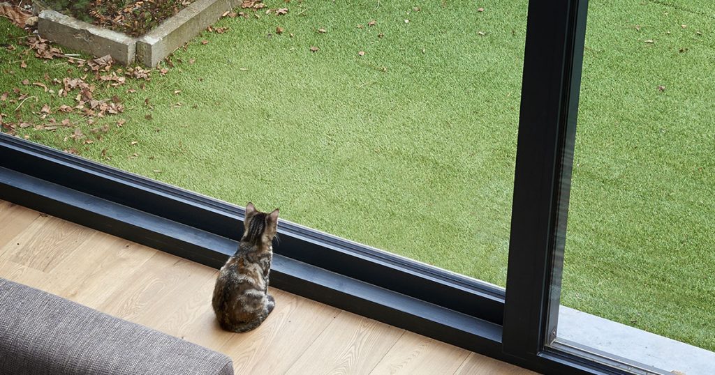 Should You Let Your Cat Outdoors? Diamond Pet Foods