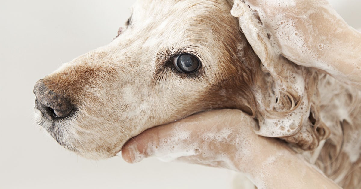 Close-Up of Dog Getting a Bath | Diamond Pet Foods