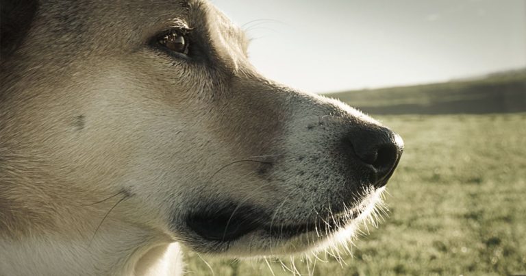 A close-up of a dog standing in a field staring off into the distance.