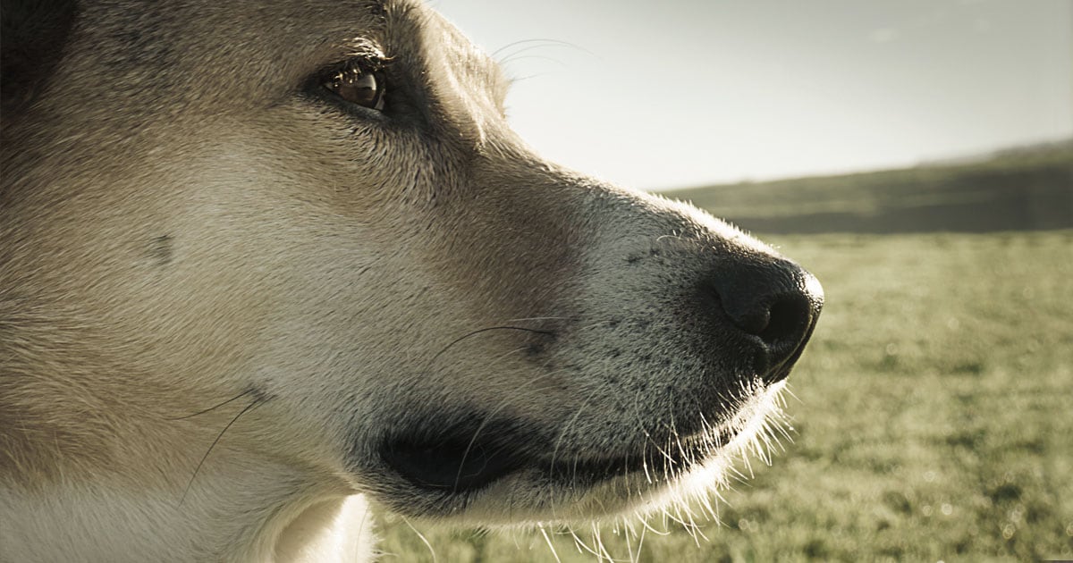 A close-up of a dog standing in a field staring off into the distance.