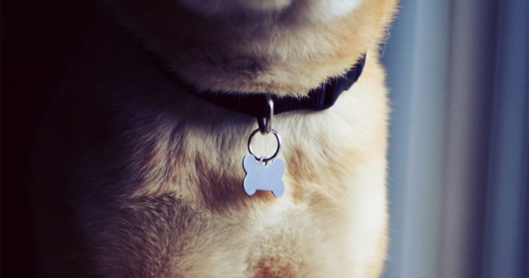 A close-up of a dog wearing a collar with a blank name tag.