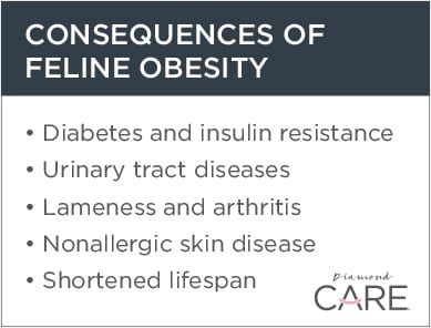 Consequences of Feline Obesity Chart | Diamond Pet Foods