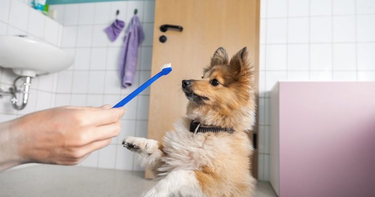 A person's hand holding a toothbrush up to a dog's face in a bathroom.