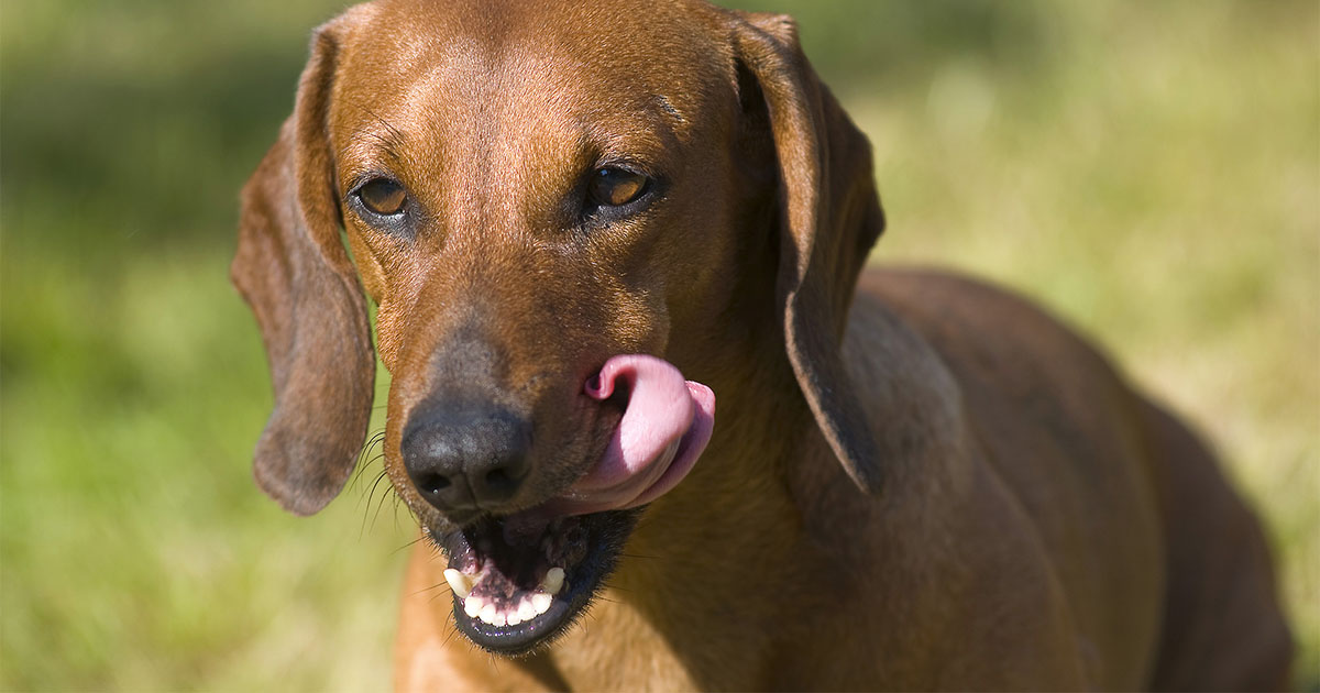 what happens if dogs eat their poop