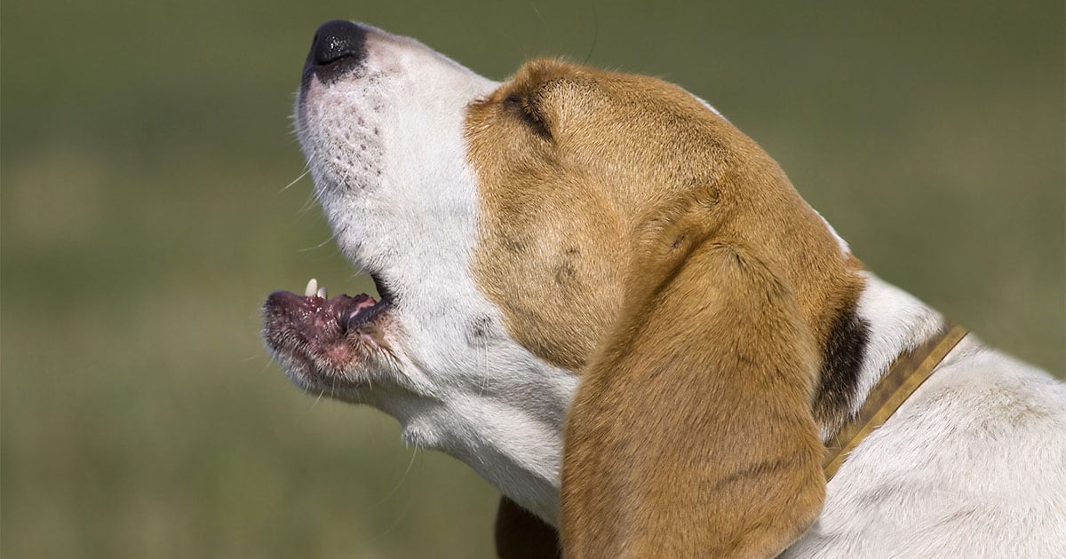 Close-Up of Beagle Dog Howling | Diamond Pet Foods