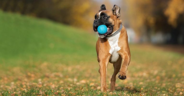 A boxer running through a park with a blue ball in its mouth.