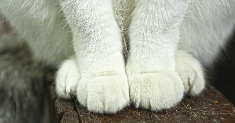 A close-up of the paws of a white cat that's sitting on a ledge.