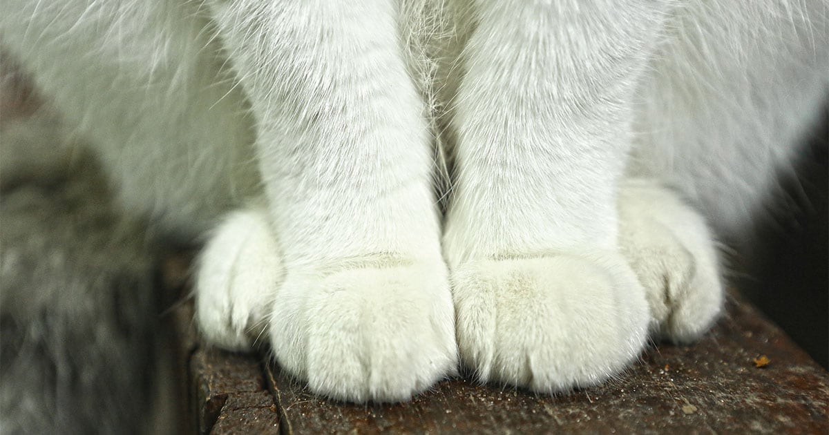 Do Cats Really Always Land on Their Feet? Diamond Pet Foods