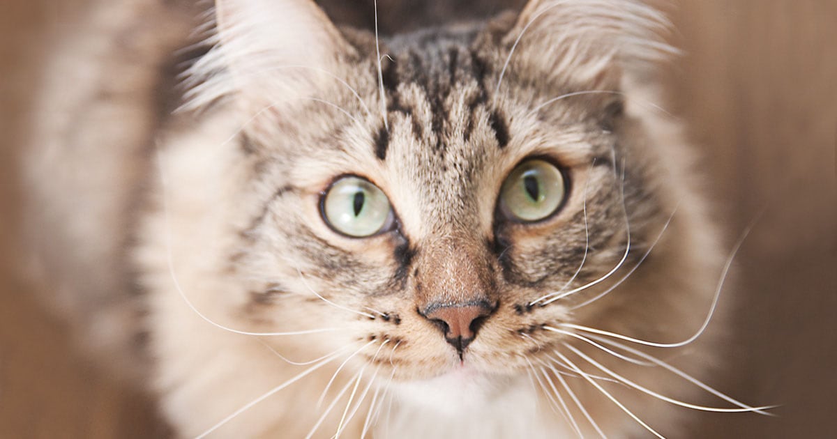 A close-up of a cat staring up into the camera.