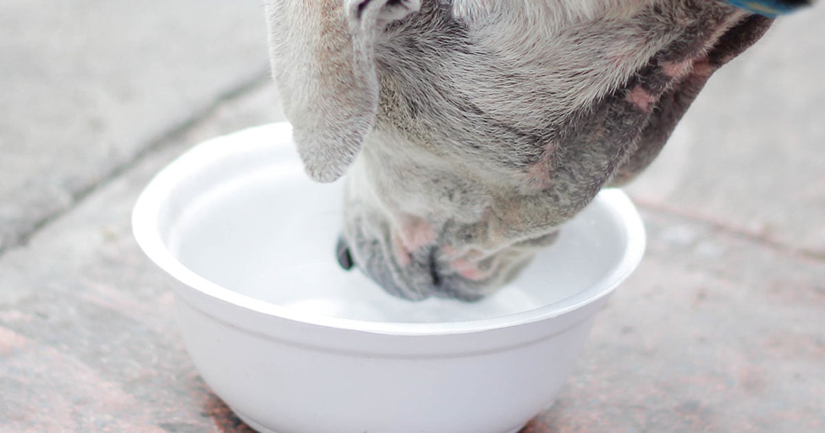 Close-Up of Dog Drinking Water Out of a Bowl | Diamond Pet Food
