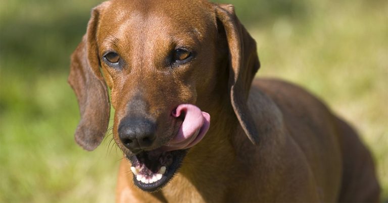 Close-Up of Dog's Face While Standing Outside | Diamond Pet Foods