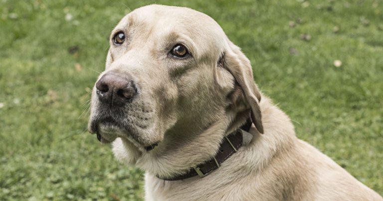 Close-Up of Labrador Dog Sitting Outside | Diamond Pet Foods
