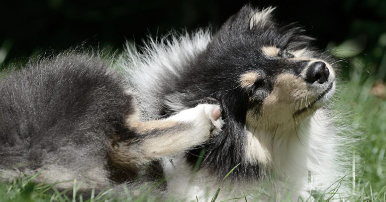 Dog Scratching Its Ear While Lying Outside | Diamond Pet Foods
