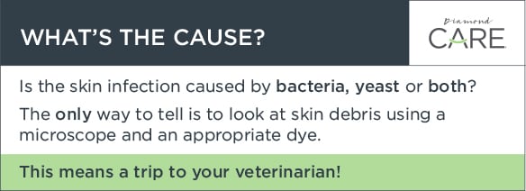 Dog Skin Infection Cause Guide | Diamond Pet Foods