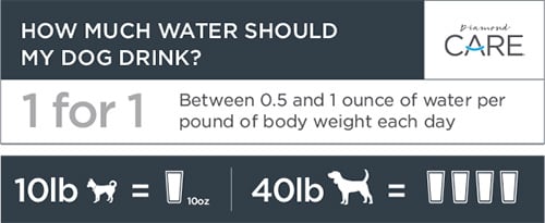 hydration and dogs