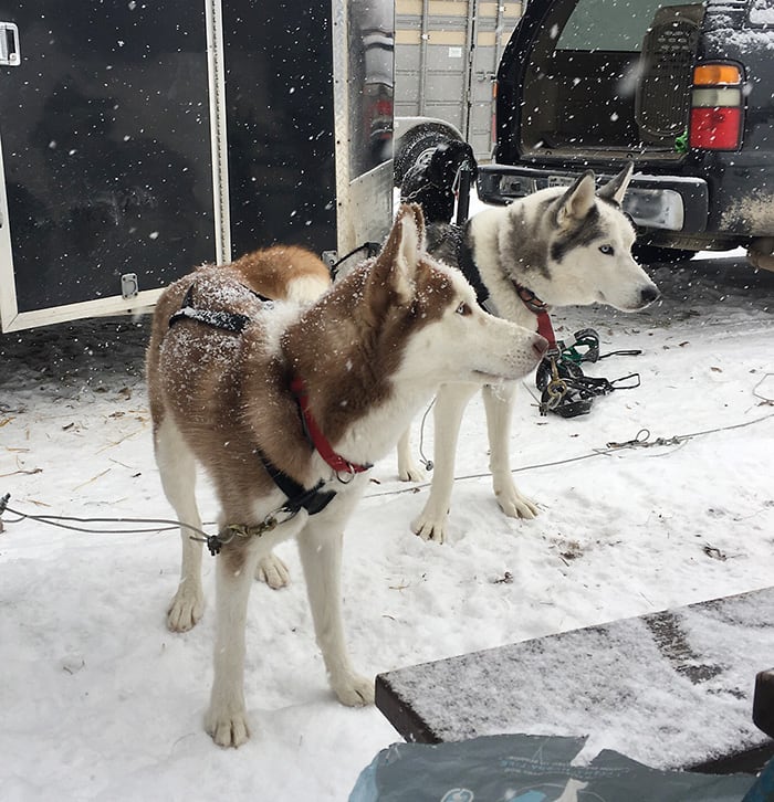 Two Siberian husky dogs wearing harnesses standing in the snow.
