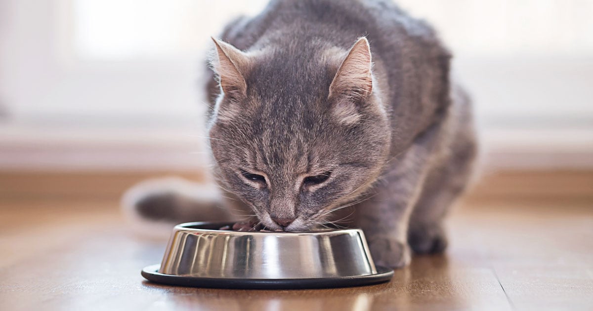 Close-Up of Cat Eating from Food Bowl | Diamond Pet Foods