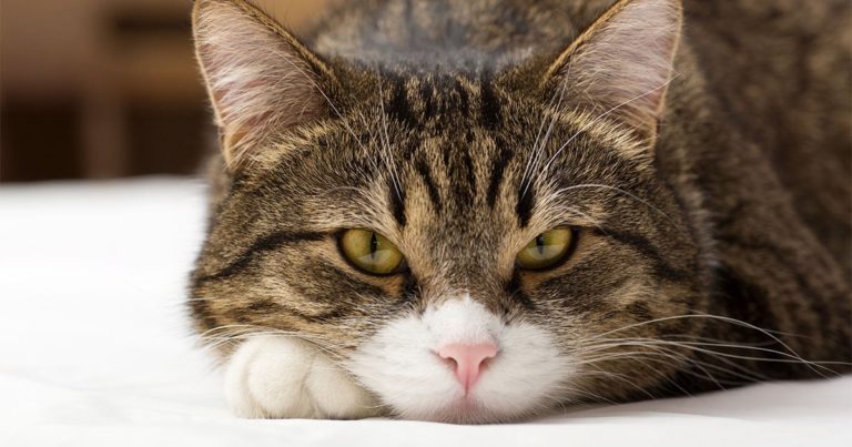 Close-Up of Cat's Face While Lying on Bed | Diamond Pet Foods