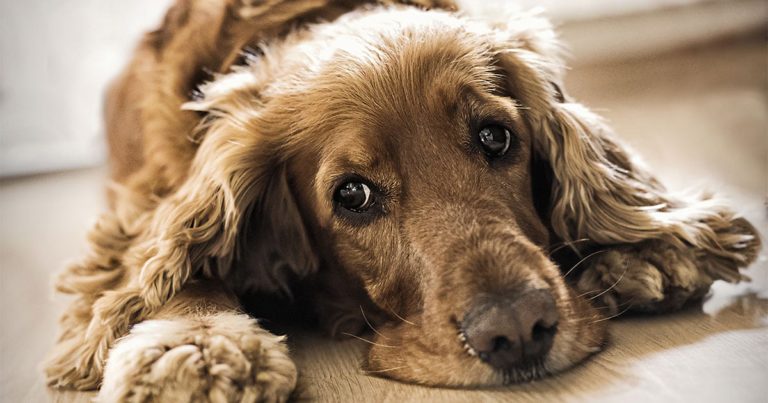 Close-Up of Dog Lying on Floor | Diamond Pet Foods